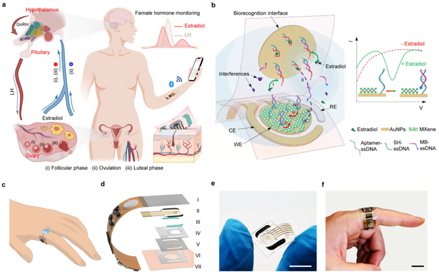 可穿戴传感器实现无创雌二醇监测：最新技术解析