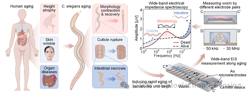 宽频电阻抗谱微流控芯片：精准监测衰老线虫多维度器官